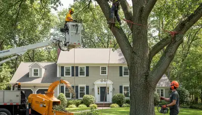 Tree service crew in Wellesley, MA providing professional tree care and removal services