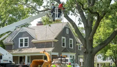 Tree service crew in Wellesley, MA providing professional tree trimming and removal