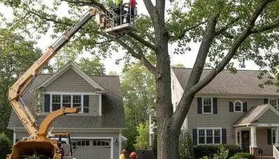 Tree service crew in Wellesley, MA providing professional tree care and removal services