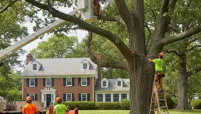 Tree service crew in Wellesley, MA providing professional tree care and removal