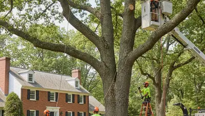 Tree service crew in Wellesley, MA providing professional tree care and removal service