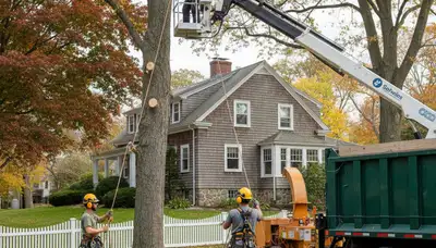 Tree service crew in Wellesley, MA providing professional tree care and removal services