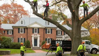Tree service crew in Wellesley, MA providing professional tree care and removal services