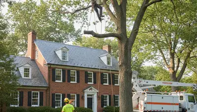 Tree service crew in Wellesley, MA providing professional tree care and removal services