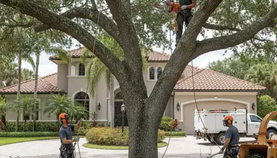 Tree service crew in Wellesley, MA providing professional tree care and removal services